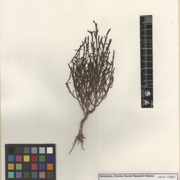 Salicornia fruticosa (L.) L.