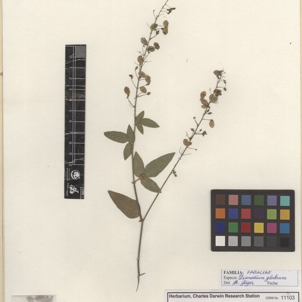 Desmodium glabrum (Mill.) DC.
