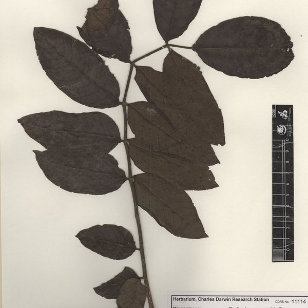 Spathodea campanulata P. Beauv.