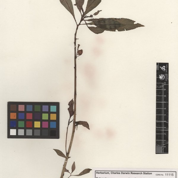 Impatiens balsamina L.