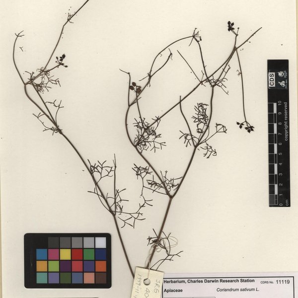 Coriandrum sativum L.