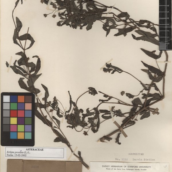 Eclipta prostrata (L.) L.