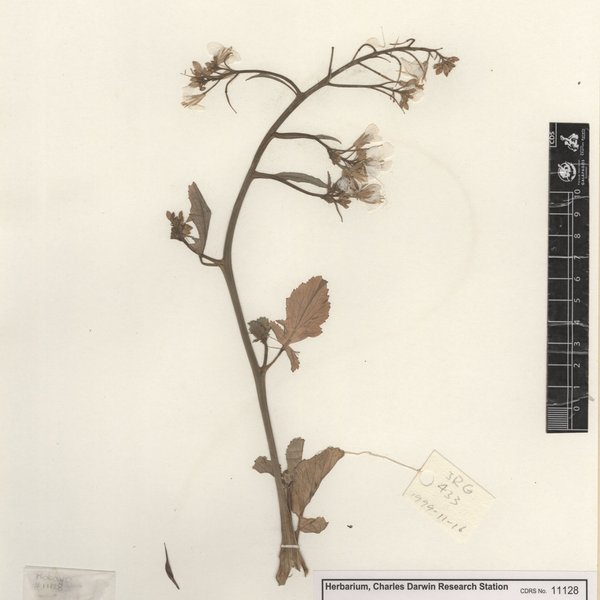 Raphanus sativus L.