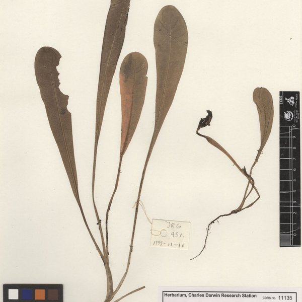 Lactuca sativa L.