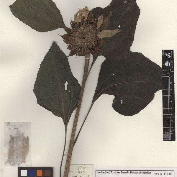 Helianthus annuus L.