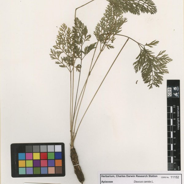 Daucus carota L.