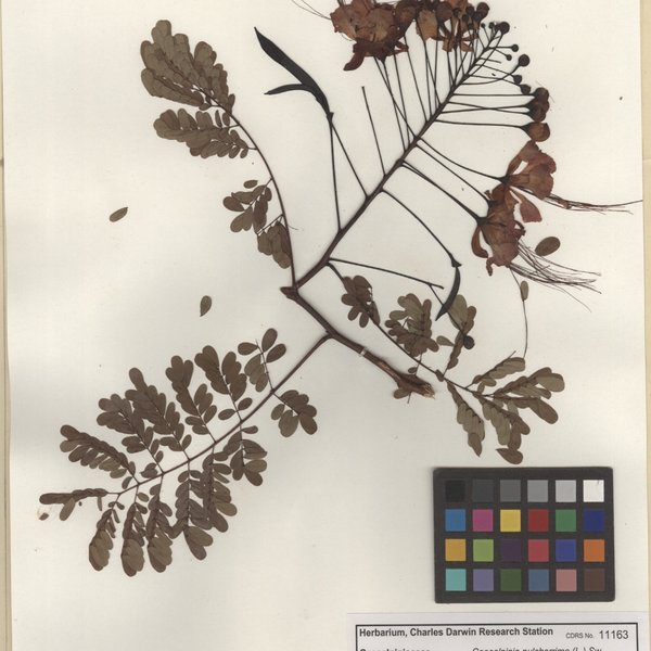 Caesalpinia pulcherrima (L.) Sw.