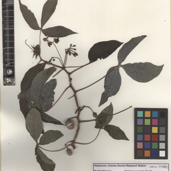 Manihot esculenta Crantz
