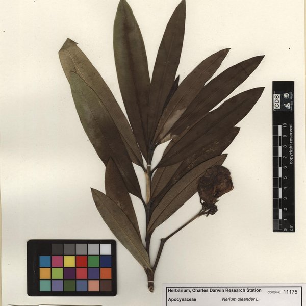 Nerium oleander L.