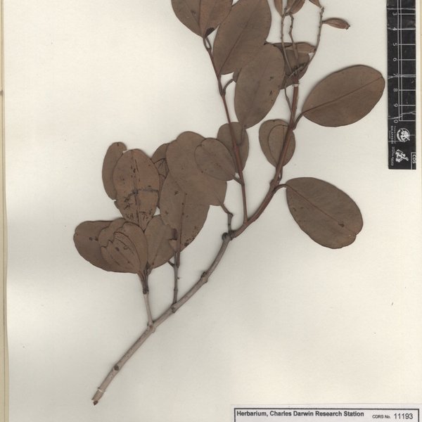 Laguncularia racemosa (L.) C.F. Gaertn.