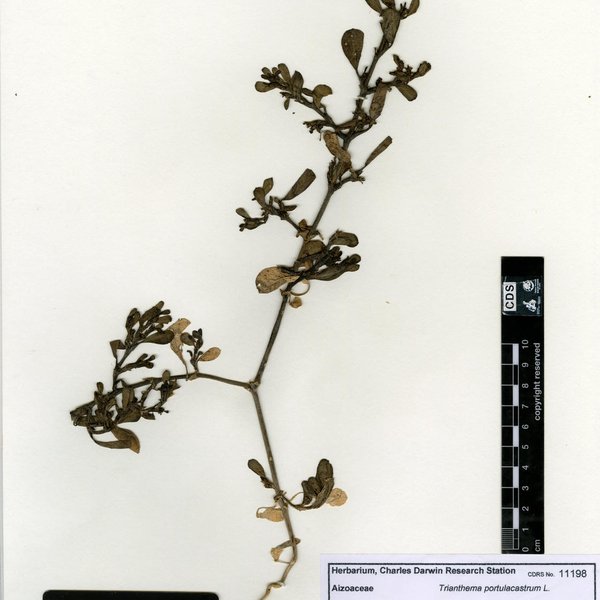 Trianthema portulacastrum L.