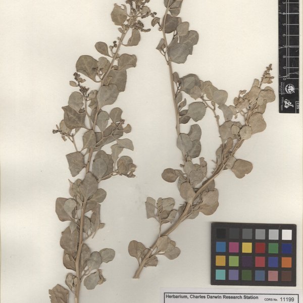 Atriplex peruviana Moq.