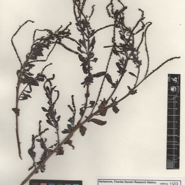 Heliotropium curassavicum var. curassavicum L.
