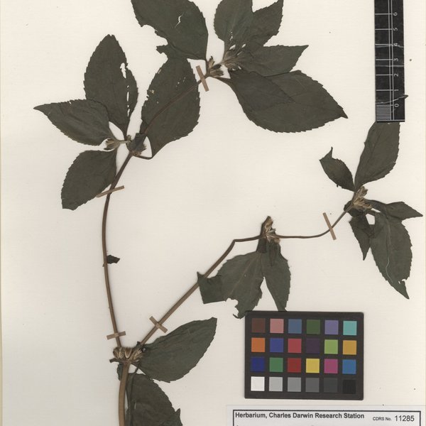 Synedrella nodiflora (L.) Gaertn.