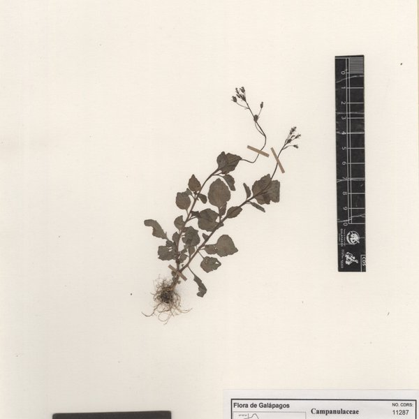 Lobelia xalapensis Kunth