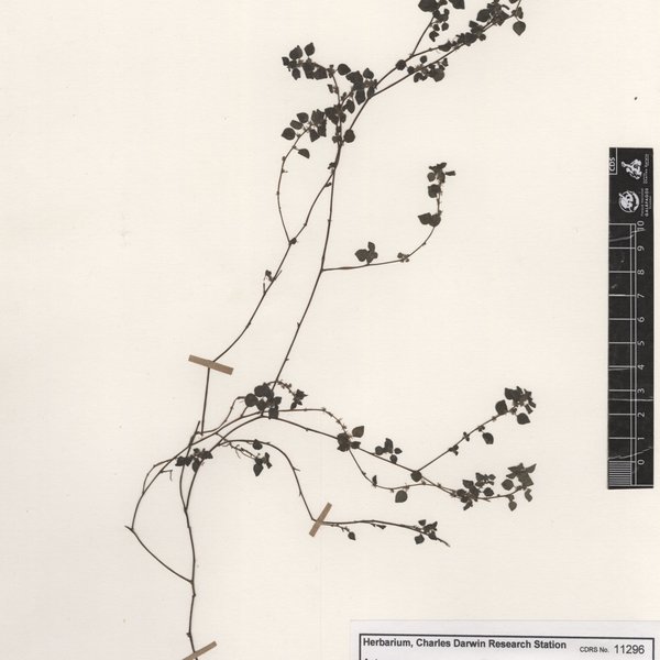 Delilia repens (Hook. f.) Kuntze