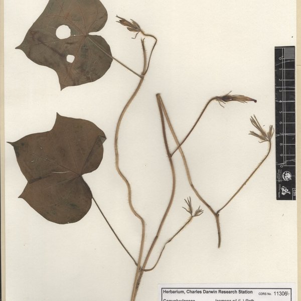 Ipomoea nil (L.) Roth