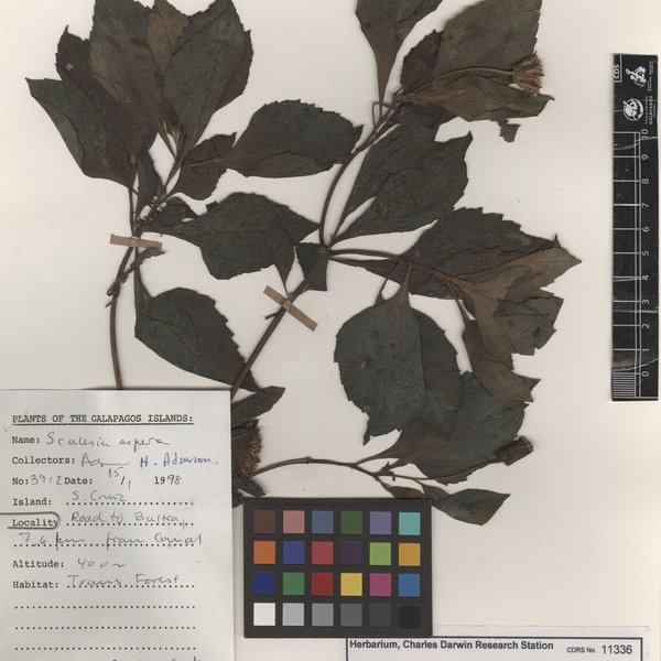 Scalesia aspera Andersson