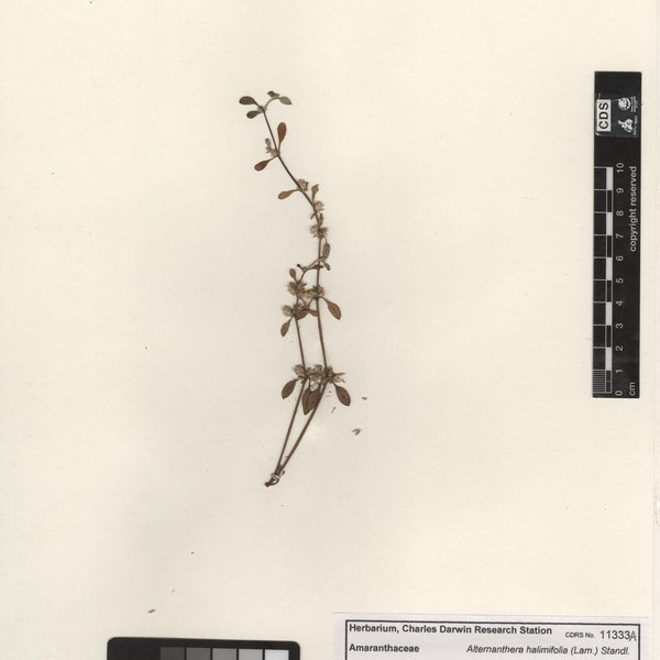 Vallesia glabra (Cav.) Link