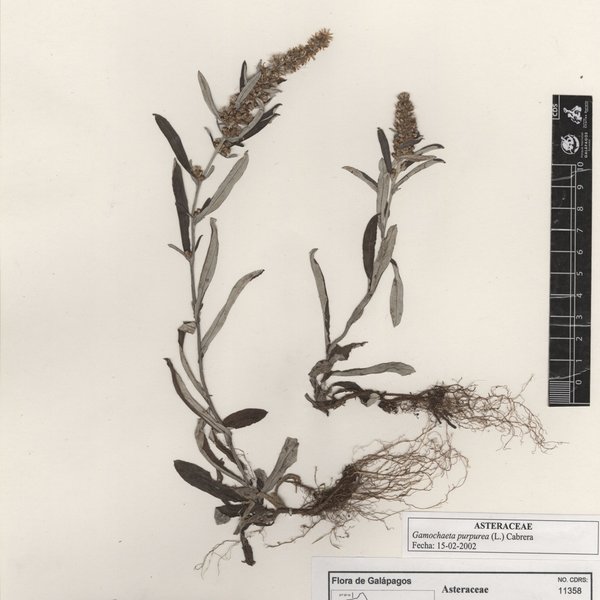 Gamochaeta purpurea (L.) Cabrera
