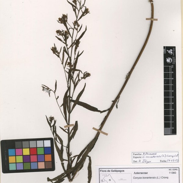 Erigeron canadensis L.