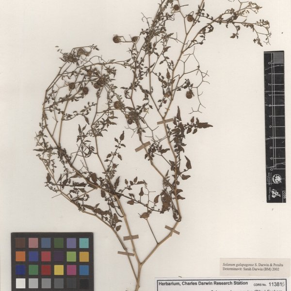 Solanum galapagense S.C. Darwin & Peralta