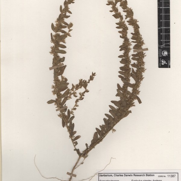 Evolvulus simplex Andersson