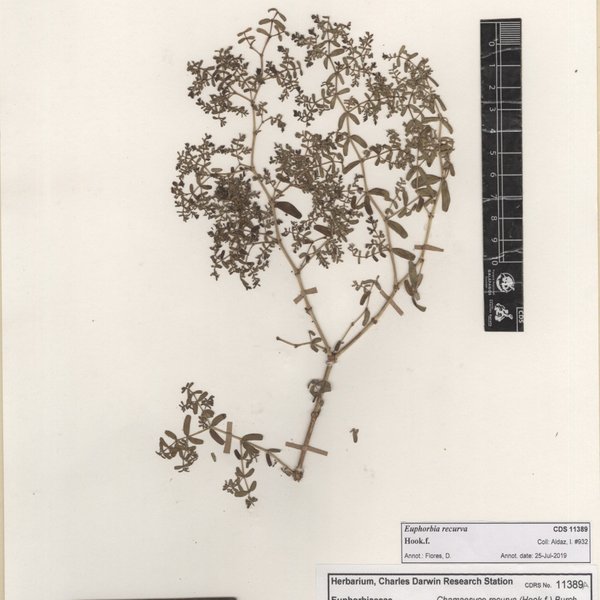 Euphorbia recurva Hook.f.
