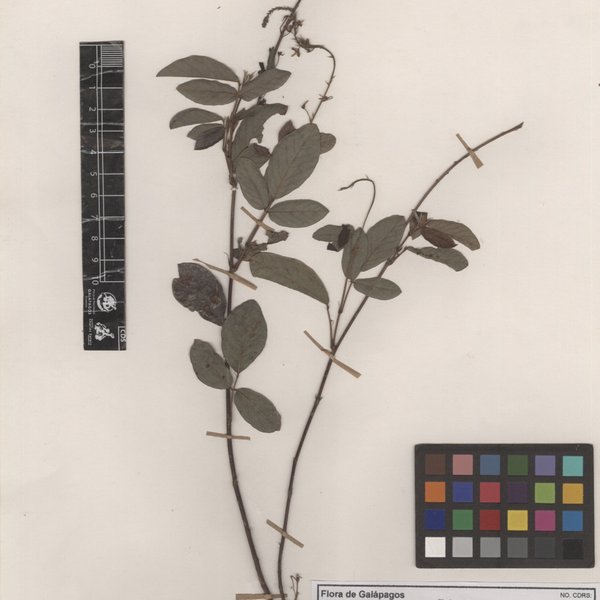 Desmodium incanum DC.