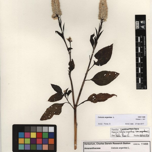 Celosia argentea L.