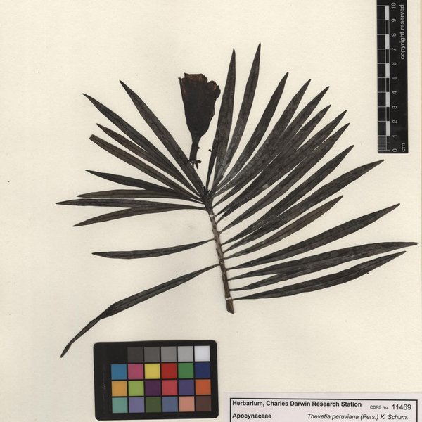Cascabela thevetia (L.) Lippold