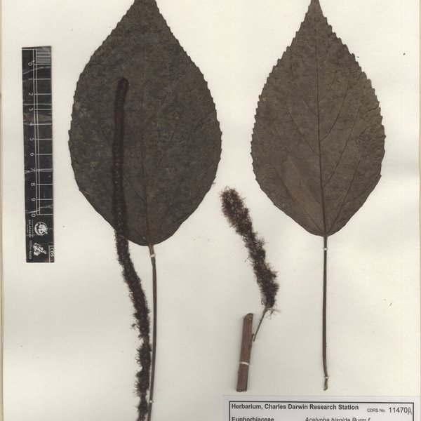 Acalypha hispida Burm. f.