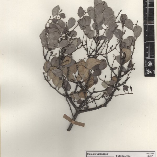 Tricerma octogonum (L'Hér.) Lundell