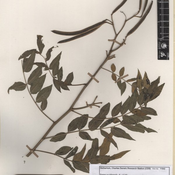Senna occidentalis (L.) Link