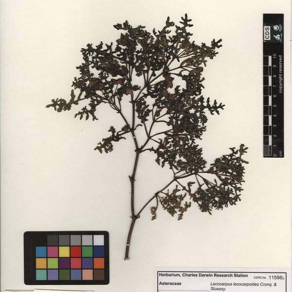 Lecocarpus lecocarpoides subsp. brachyceratus (S.F.Blake) Tye and P.Jaramillo