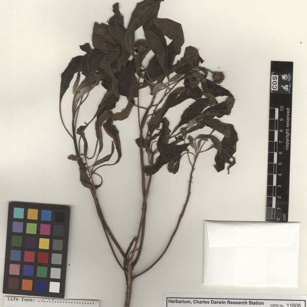 Mecardonia procumbens (Mill.) Small