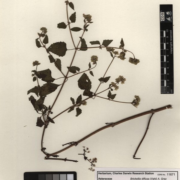 Brickellia diffusa (Vahl) A. Gray