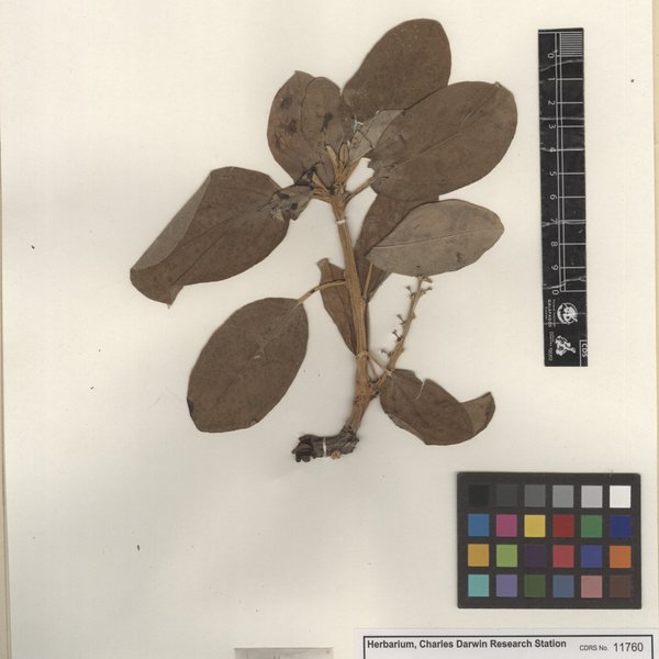 Croton scouleri var. darwinii G.L. Webster