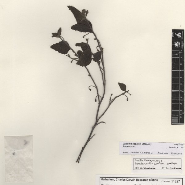 Varronia scouleri (Hook.f.) Andersson