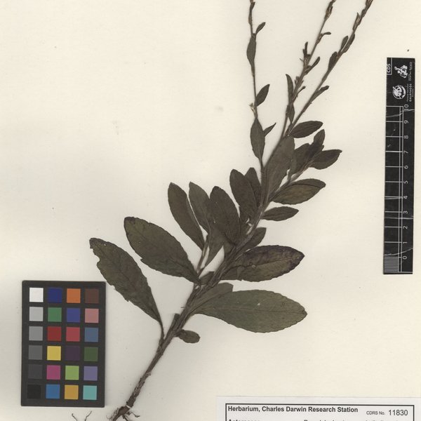 Pseudelephantopus spiralis (Less.) Cronquist