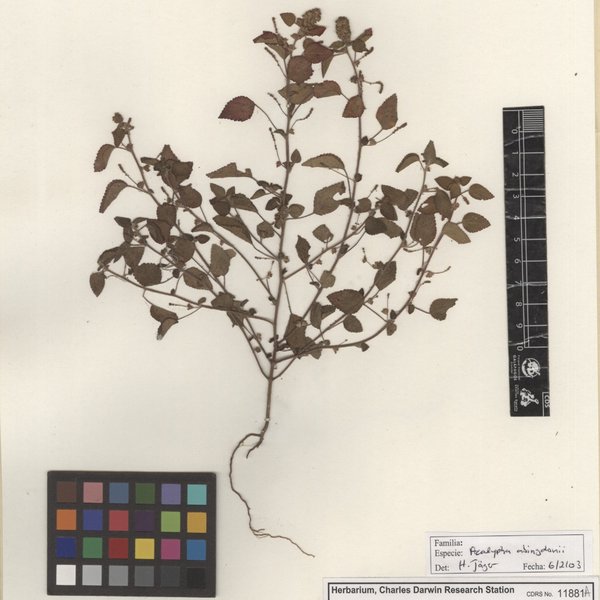 Acalypha abingdonii Seberg