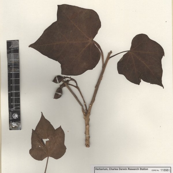 Jatropha curcas L.