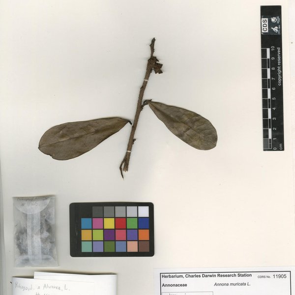 Annona muricata L.