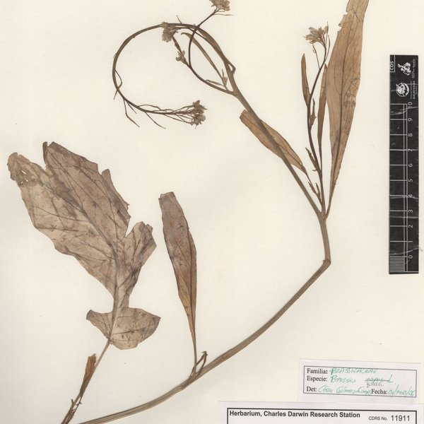 Brassica juncea (L.) Czern.