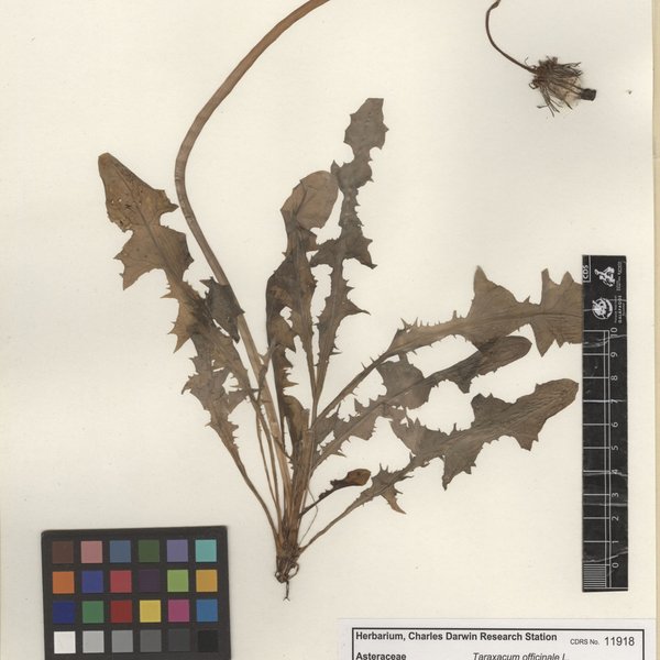 Taraxacum officinale Weber ex. F.H. Wigg.