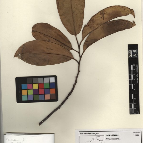 Annona glabra L.
