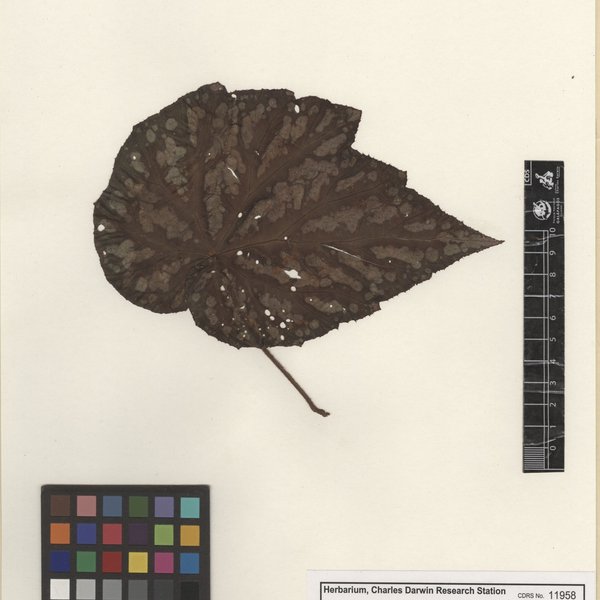 Begonia rex Putz.