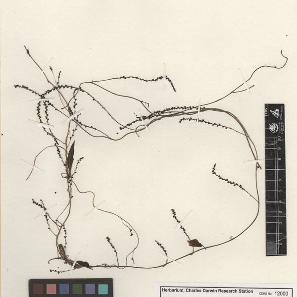 Anredera ramosa (Moq.) Eliasson