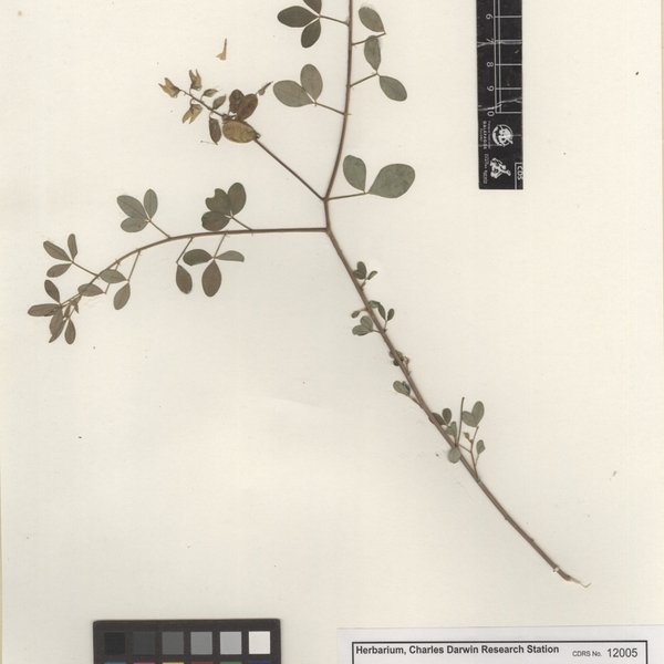 Crotalaria pumila Ortega