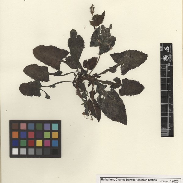 Sonchus oleraceus L.